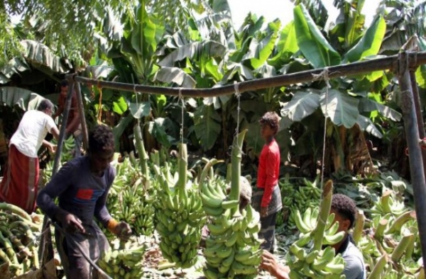 مليشيا الحوثي تمنع التوسع في زراعة الموز وتحظر تصديره (وثيقة)
