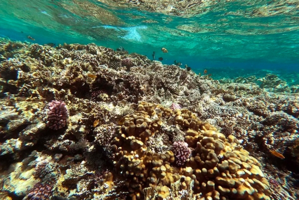 بعد غرق "روبيمار".. الشعاب المرجانية في البحر الأحمر معرضة للخطر