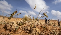 الأمم المتحدة تحذر: الفيضانات والجراد الصحراوي تتربصان باليمن
