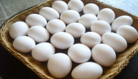ما حقيقة تناول "البيض" وعلاقته بارتفاع الكوليسترول؟